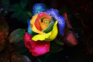 La Rosa Arcoiris una flor que cautiva con sus colores