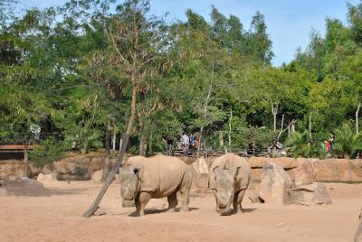 UN PASEO POR EL BIOPARC Y EL PARQUE DE CABECERA EN VALENCIA