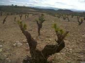 Rioja, tierra nombre vino