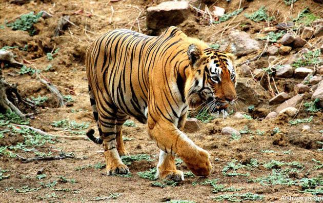 Los humanos se van, los tigres se quedan (en Ramdegi)