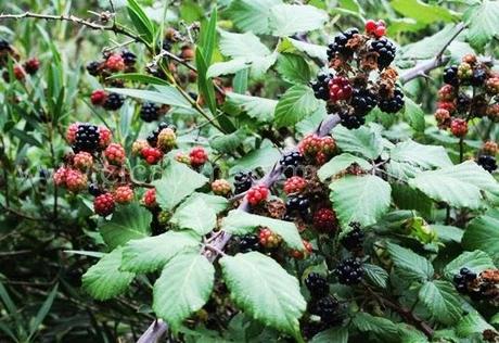 El río Ulldemó y sus piscinas naturales en Beceite