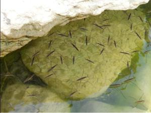 Gerris lacustris 03 megustaelmedionatural