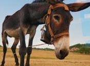 cuento burro