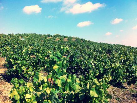 Recogiendo la uva Vista parcial del viñedo