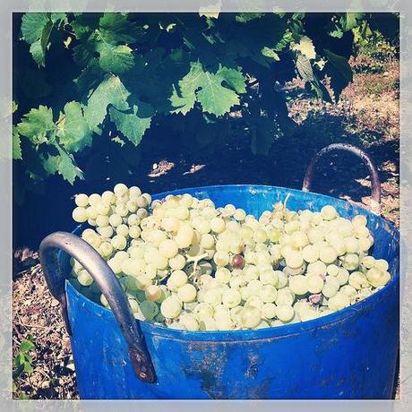 Cubo con uva recogida en la viña