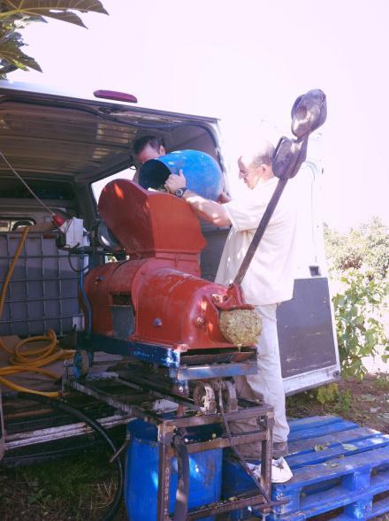 Recogiendo la uva Prensando la uva en el mismo viñedo