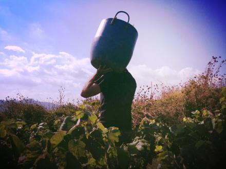 Recogiendo la uva Cargando cubo con uva hacia la zona del prensado
