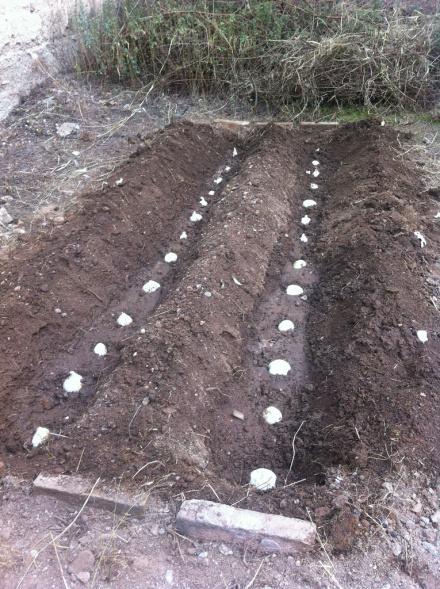 Plantando la cebolla del calçot Cebollas plantadas