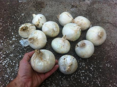 Cebollas para plantar calçots