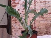 Empezando preparar huerto invierno