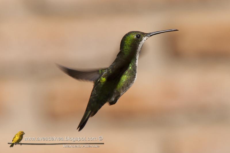 Picaflor vientre negro (Black-throated mango) Anthracothorax nigricollis