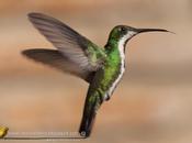 Picaflor vientre negro (Black-throated mango) Anthracothorax nigricollis