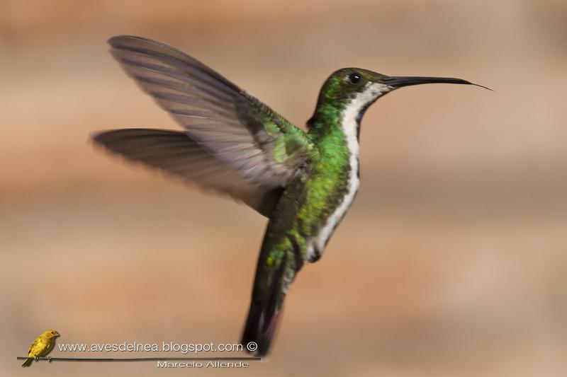 Picaflor vientre negro (Black-throated mango) Anthracothorax nigricollis