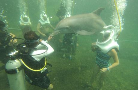 Dolphin Trek, Delphinus, Xel-Ha