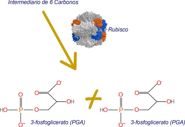 Ciclo de Kalvin-Benson. Rompimiento de la molécula de 6 carbonos