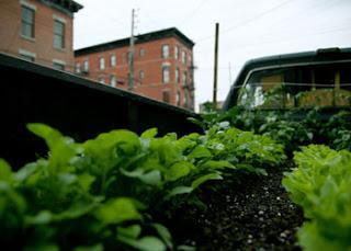Un huerto en una camioneta