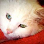 soplo cardiaco en gatos