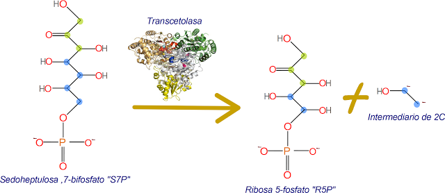 Paso 6, de la regeneración de RuBP, clivaje de la heptosa a R5P