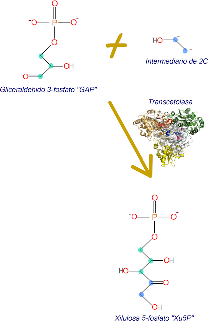 Paso 6, de la regeneración de RuBP, clivaje de la heptosa a R5P
