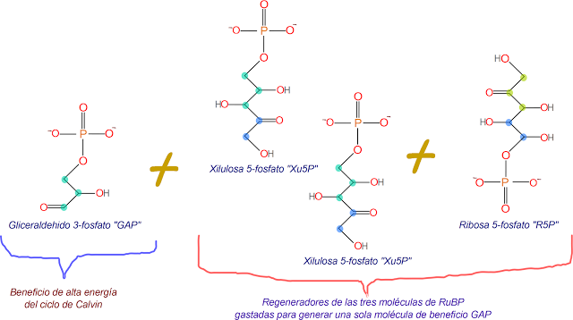 Paso 6, de la regeneración de RuBP, clivaje de la heptosa a R5P