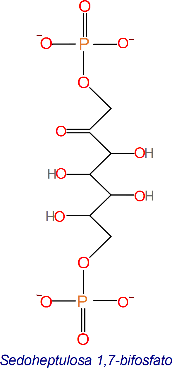 Paso 5, de la regeneración de RuBP, síntesis de una heptosa