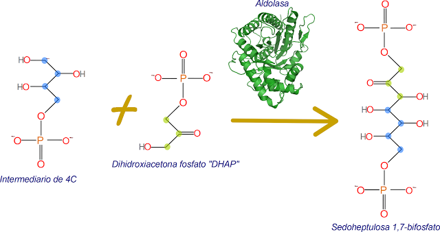 Paso 5, de la regeneración de RuBP, síntesis de una heptosa
