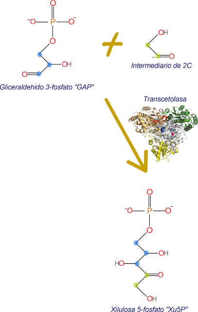 Paso 4, de la regeneración de RuBP, síntesis de Xu5P
