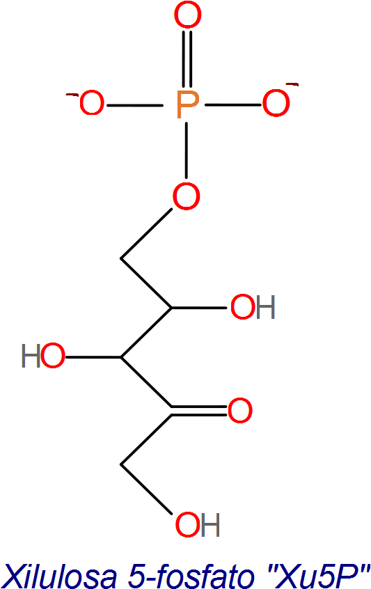 Paso 4, de la regeneración de RuBP, síntesis de Xu5P