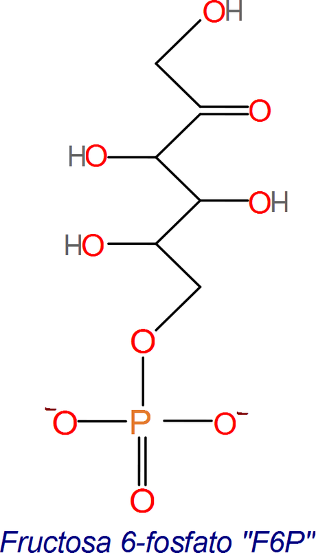 Paso 3, de la regeneración de RuBP, clivaje de F6P