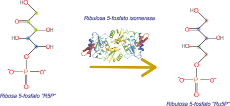 Paso 9 y 10, de la regeneración de RuBP, isomerización a Ru5P