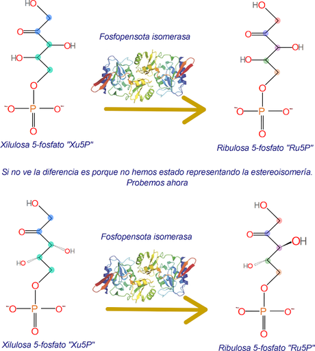 Paso 9 y 10, de la regeneración de RuBP, isomerización a Ru5P