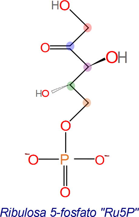Paso 9 y 10, de la regeneración de RuBP, isomerización a Ru5P