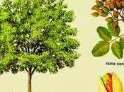 pistacho ejerce papel beneficioso tipo diabetes