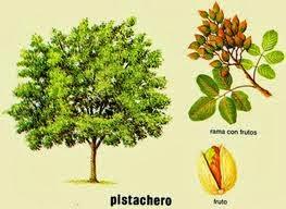 El pistacho ejerce un papel beneficioso en el tipo de diabetes II