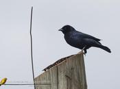Tordo renegrido Shiny Cowbird Molothrus bonariensis