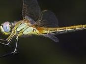 Sympetrum fonscolombii (Selys, 1840)