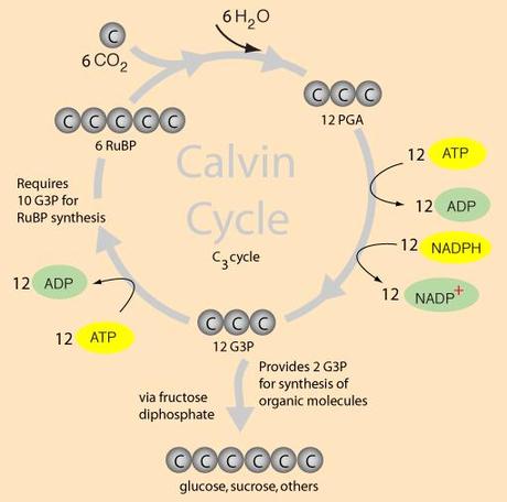 Resumen del ciclo de Calvin-Benson