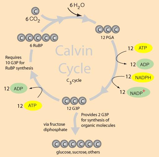 Resumen del ciclo de CalvinBenson Paperblog