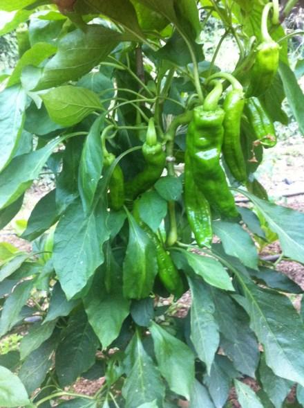 Pimientos italianos en la planta