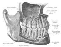 NUESTROS ALIMENTOS IDEALES. LA ANATOMÍA Y FISIOLOGÍA COMPARADAS.