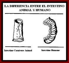 NUESTROS ALIMENTOS IDEALES. LA ANATOMÍA Y FISIOLOGÍA COMPARADAS.