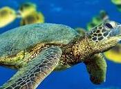 Recursos: Animales marinos