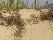 Vegetación psamófila dunas costeras