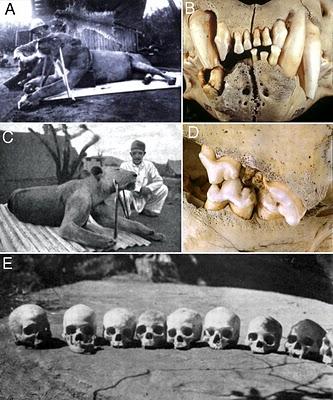 Los leones de Tsavo, una historia de deformaciones cráneo dentales e isótopos estables
