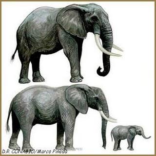 Las elefantas son maestras en cuestión de elección de pareja