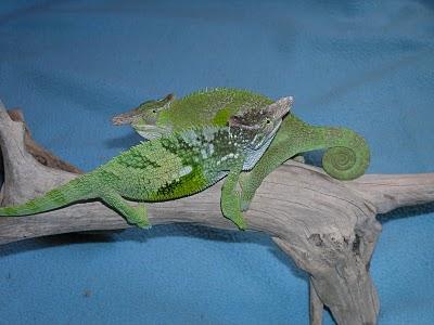 Enfrentamiento de Fischeri