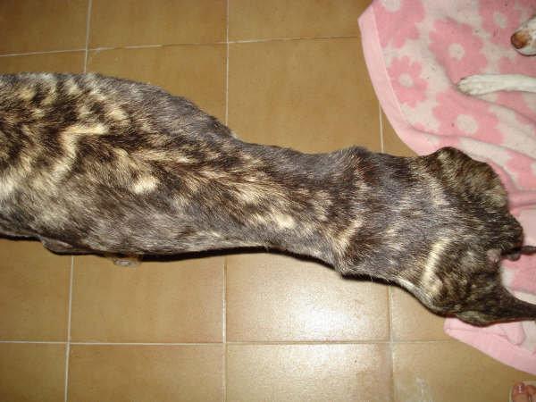 Historias de adoptados. Marc