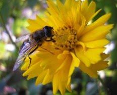 Las alergias generalizadas a abejas y avispas se pueden curar con un tratamiento de alergología de cinco años