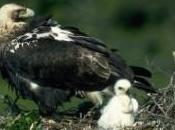 águila imperial cría Cádiz