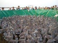 Alrededor 800 pollos de flamenco se anillan en las Marismas del Odiel